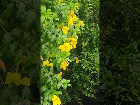 फूलों के शहर मे है घर अपना#savan#vairal #garden #flowers#nature # #trendingshorts #vairal