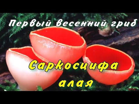 Саркосцифа алая. Описание, где растёт, как готовить.