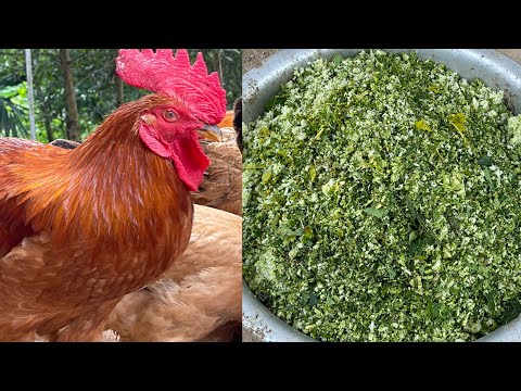 How to Make the CHEAPEST CHICKEN FEED For Your Farm