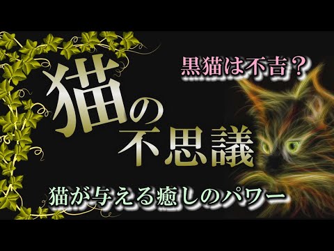 【波動】黒猫は不吉じゃない‼癒しの猫たち･･･スピリチュアル的に猫を解説【spiritual】