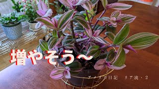 ツユクサ　ワンダリング・ジュー【気ままシニア・アメリカ日記】アメリカ生活。観葉植物を楽しむ。シニア国際結婚。