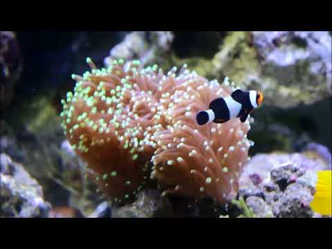 人工巴布亞全黑邊公子小丑Percula Clownfish（Captive-Bred）3k