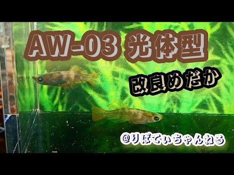 【改良めだか】AW-03光体型 #メダカ #めだか #改良メダカ #めだか愛好家 #めだか好き #メダカ品種 #光体型 #メダカ飼育 #茨城メダカ #飼育 #メダ活