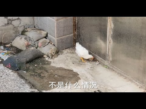 大无语事件