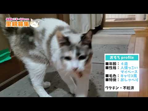 保護ねこるーむBoron猫ちゃん紹介②おもちちゃん