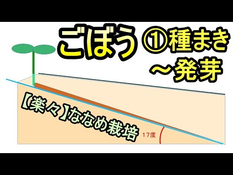 【楽々】ゴボウの波板ななめ栽培① 種まき～発芽まで 無農薬 半自給自足