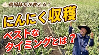 有機栽培のプロが教える！ニンニク収穫のベストなタイミング