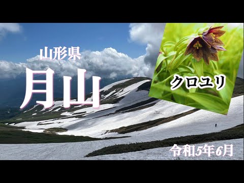 【高山植物】6月　月山にこの季節に咲くクロユリ　ミヤマウスユキソウ•エゾノツガザクラなど