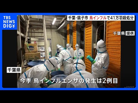 千葉・銚子市の養鶏場で高病原性鳥インフルエンザの感染確認　約41万羽を殺処分、県内全ての養鶏農家に消毒命令　千葉県で今季2例目｜TBS NEWS DIG