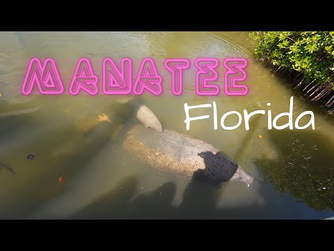 Manatee and Tarpon in Islamorada