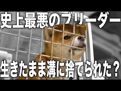 【極悪】病気だったから生きたまま溝に捨てられた？愛護センターにいた子供の柴犬