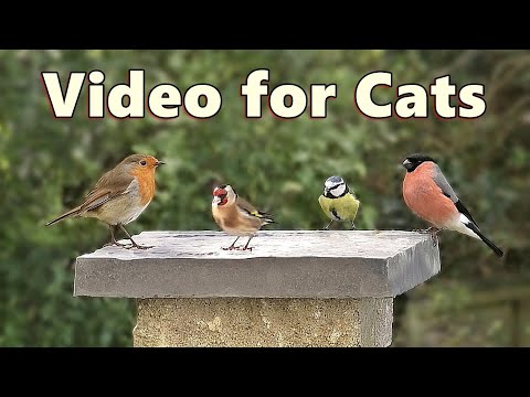 Videos for Cats to Watch ~ The Most Beautiful Birds for Cats to Watch / Cat TV