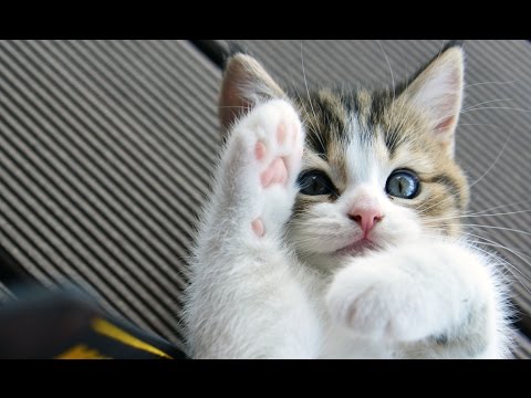 Funny Cats and  Cute Kittens Playing Compilation for laugh !