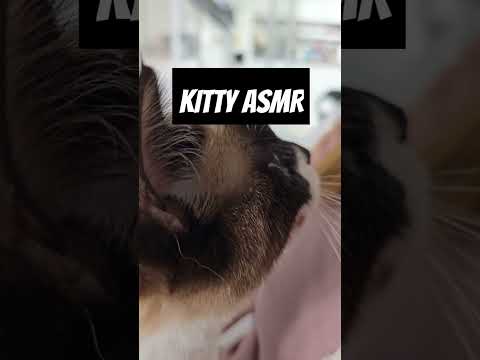 Snowshoe Cat ASMR - One kitty is very happy 🐱