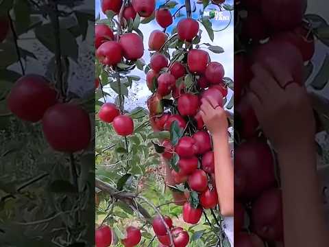 DELICIOUS RED APPLE PICKING AND HISTORY #shorts