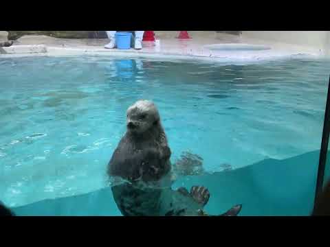 ラッコのお食事タイム / Sea Otter Feeding Time (Part 3) -- 鳥羽水族館 / Toba Aquarium (2024/1/18)