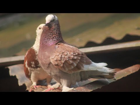 Pigeon Sound | Mukhi Pigeon | Red European Lahori Siraji Pigeon | Lahori Pigeon