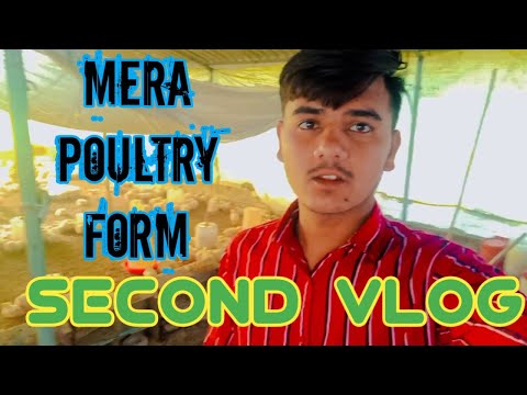 mera poultry form new viral video murgi form farming #poultry #farmerlife