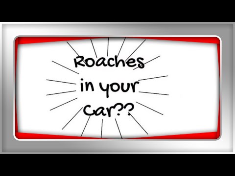 How to Get Rid of Roaches in Your Car