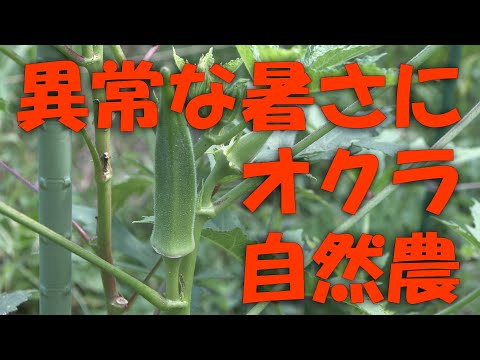 【オクラ】異常な暑さに　オクラ　自然農