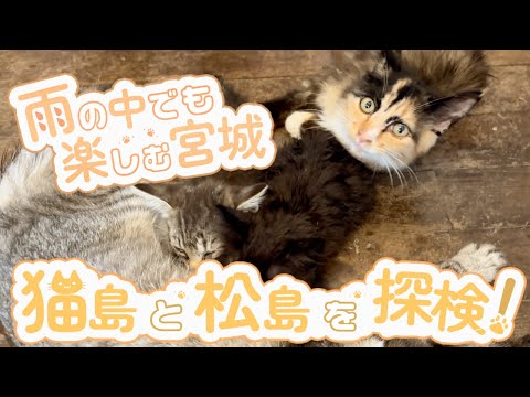 【島旅】雨の日の猫島で見つけた奇跡の瞬間！猫神様いたww