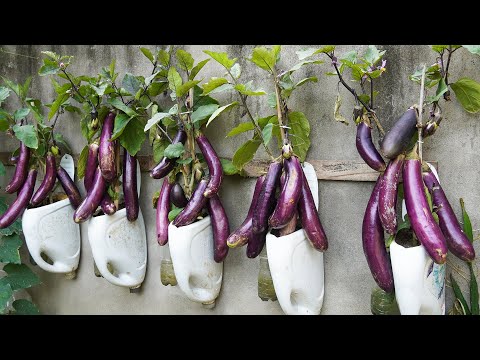 Plant Eggplants On The Wall, Save Space And Have Eggplants To Eat All Year Round