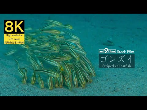 【8K 水中映像】ゴンズイ / Striped eel catfish / Plotosus japonicus