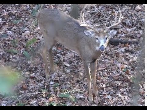 Deer Hunt (Bow) by Scent Control Outdoors