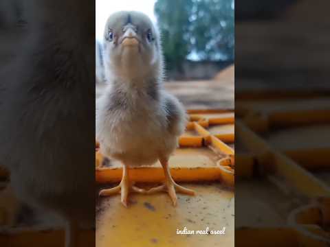 The First Day of Hatching Hen Chick and Eggs in Action