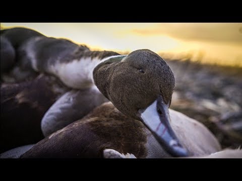 Duck Hunting 2018: "Whirlwind" - Fowled Reality