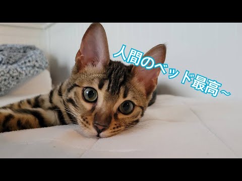 人間のベッドを制圧するベンガルの子猫