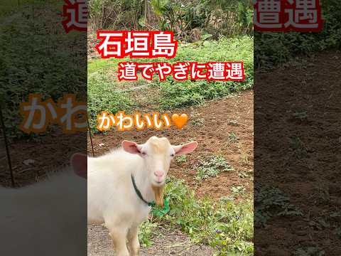 【石垣島】道にヤギ🐐がいた‼️ヤギ汁美味しいよと地元の友人が言ったけどちょっと抵抗あるかな #石垣島 #石垣島旅行 #ヤギ