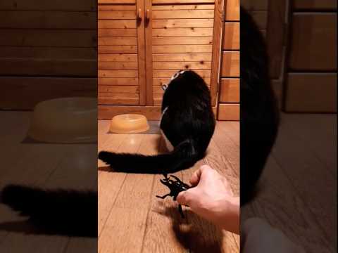 渾身の一撃で動きを止めお食事をする猫#shorts