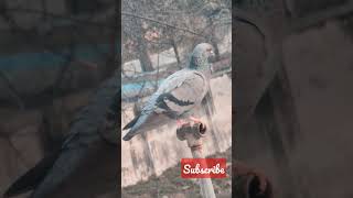 Pigeon Photography: Capturing the Beauty of these Birds on Camera#ytshorts #shorts #youtubeshorts