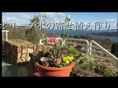 オリーブを使った寄せ植え作り