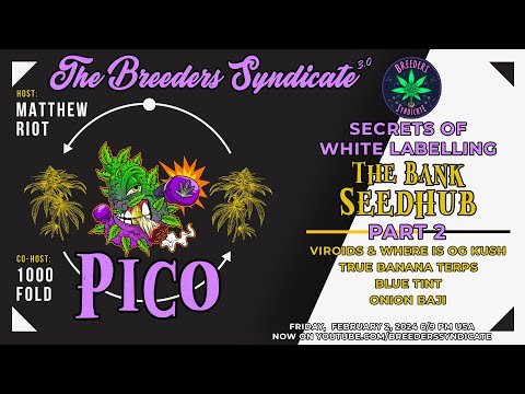 Pico and The Bank Seed Hub part 2: Pulling The Curtain Back on White Label Seedmaking  S10 E09