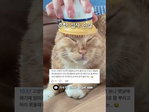 고양이 빗질하는 손길이 언뜻 거칠어 보일 수 있어요