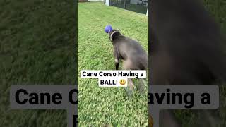 Cane Corso Having a BALL! 😃