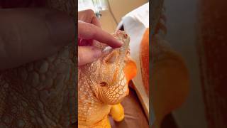 ASMR :) #reptile #iguana #lizard #myfriend #petlovers #orange #дракон #animal #charmander