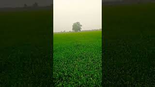 my farm #youtubeshorts #viral #shortvideo #farming #gehu ke khet