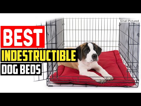 ✅Top 5 Best Indestructible Dog Beds in 2023