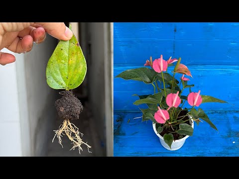 Just need effervescent tablets! Anthurium has grown thousands of baby roots