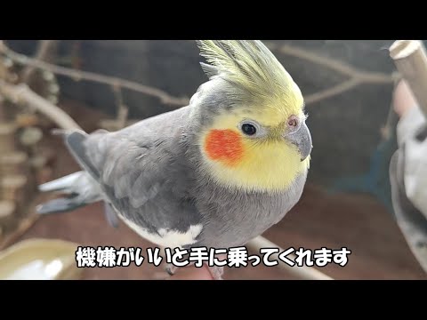 ボツ動画8【馬・ダチョウ・禽】