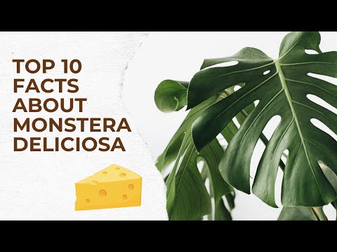 Top 10 Fascinating Facts About the Monstera Deliciosa