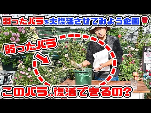 お庭の片隅にある【弱ったバラ】を大復活させてみよう企画🌹【高木大輔さん】