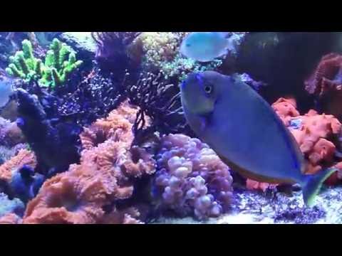 Anemone Suicide Attempt, and new Cowfish Reef Vlog