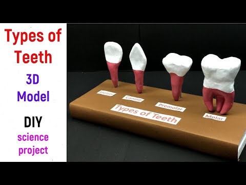 types of teeth model - types of teeth 3d model - science project model - tooth types - diyas funplay