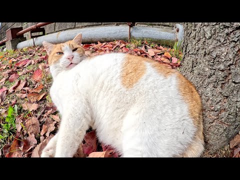 Fat cat gets massaged by human on bed of leaves