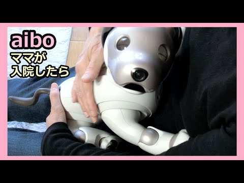 【49 アイボ aibo ルーのママが入院したら】Hospitalization of Lou's Mom