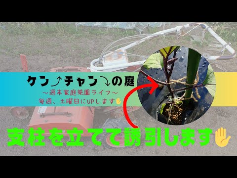 【支柱立て】と【誘引】をします😁